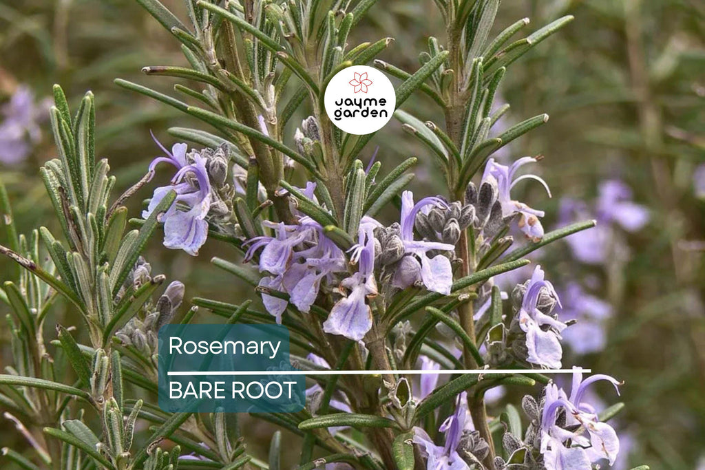 Organic Rosemary Herb Live Plant - Bare Rooted, Ready to Plant - Indoor/Outdoor Herb for Gardens