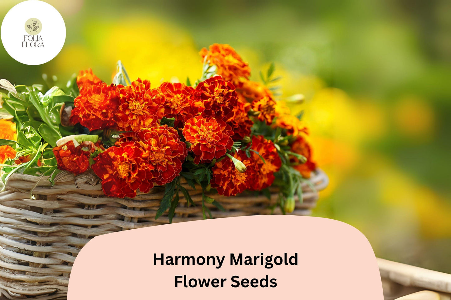 25+ Harmony Marigold Seeds | Tagetes patula | Compact French Marigold | Vibrant Orange & Yellow Blooms for Garden Planting