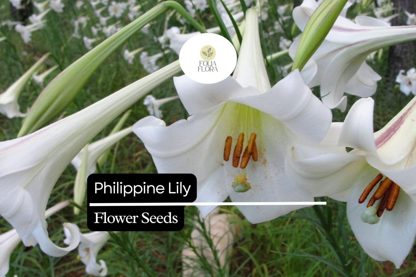 25 Philippine Lily Seeds | Rare White Lilium philippinense | Fragrant Blooms | Tropical Garden Flower | Easy to Grow Seeds