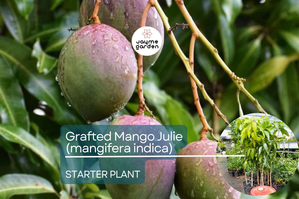 1 Grafted Mango Julie Tree - Live Fruit Tree 3’-4’ Tall | Sweet Fiber-Free Mangoes | Tropical Beauty for Gardens