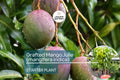 1 Grafted Mango Julie Tree - Live Fruit Tree 3’-4’ Tall | Sweet Fiber-Free Mangoes | Tropical Beauty for Gardens
