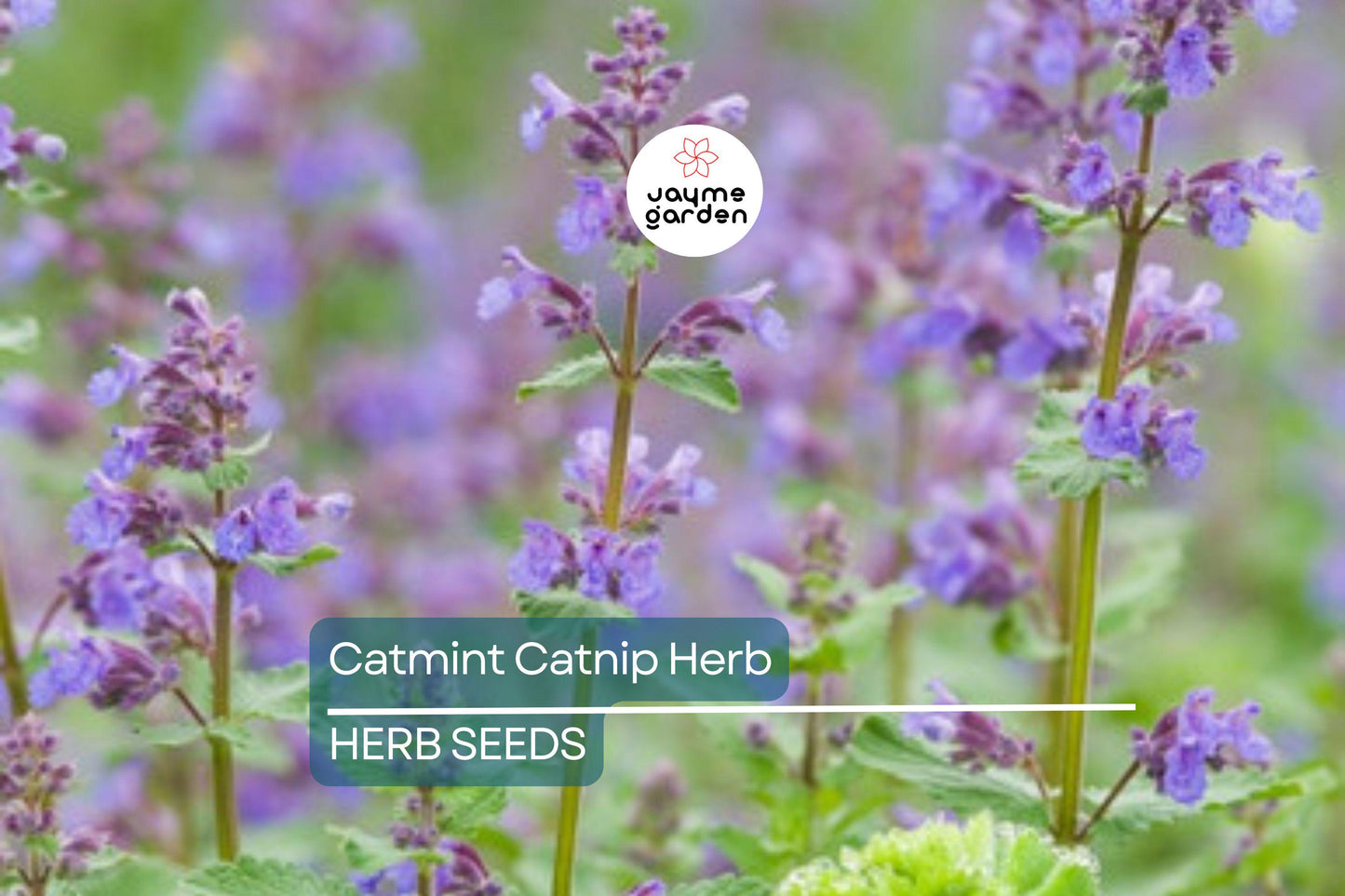1,000 Catnip Seeds (Nepeta cataria) – Perennial Herb, Catmint, Non-GMO