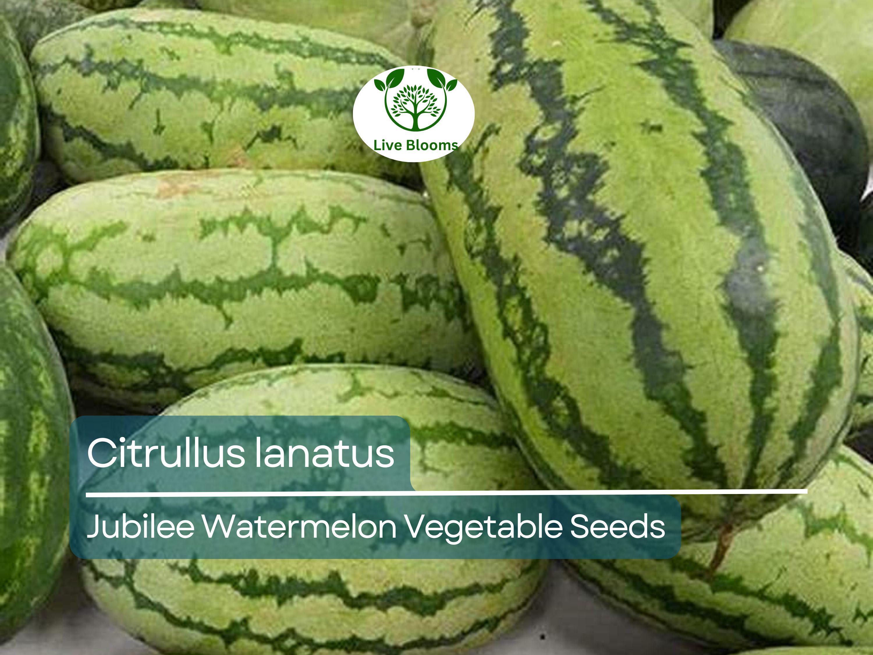 1000 mg Jubilee Watermelon Seeds - Citrullus lanatus | Heirloom Watermelon for Planting, Sweet Juicy Harvest, Home Garden Favorite