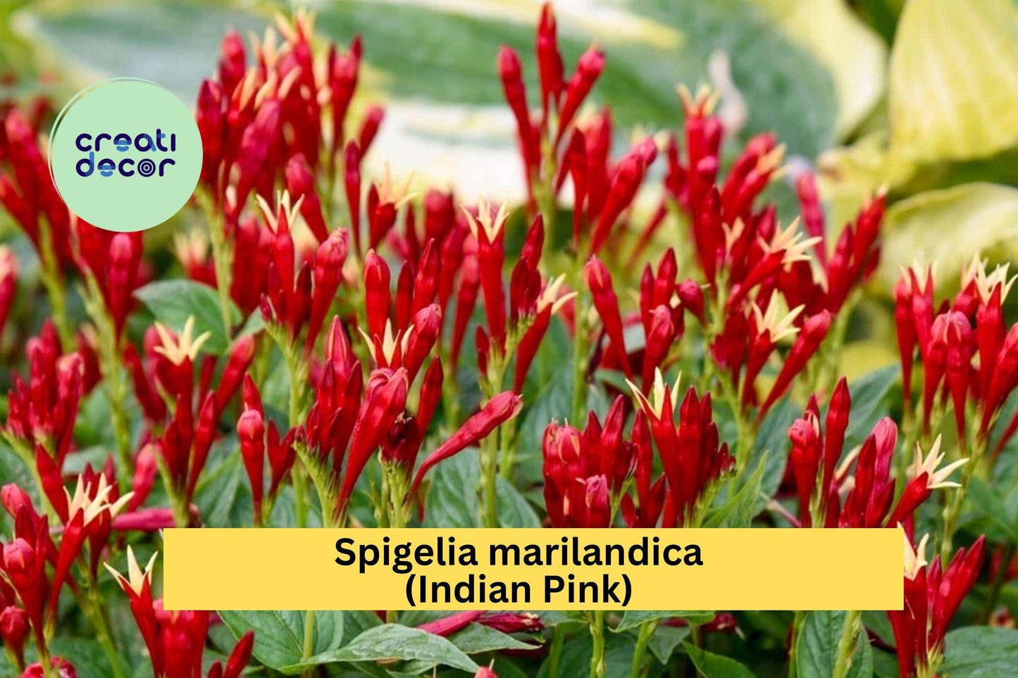 Spigelia marilandica Indian Pink | Perennial Bare Root Plant | Red and Yellow Flowering Native for Shade Gardens