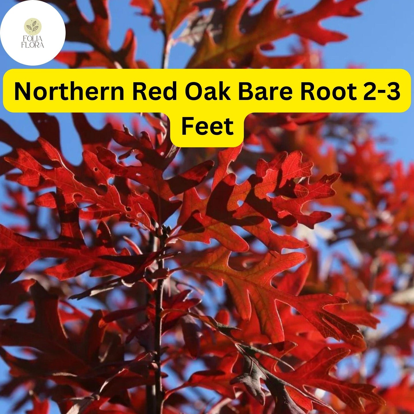 1 Northern Red Oak Tree (Quercus rubra) - Live Bare Root Plant 2-3 Feet