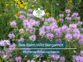 500 Bee Balm Seeds – Wild Bergamot Monarda fistulosa, Non-GMO Perennial for Bees, Hummingbirds, Pollinators, Herb