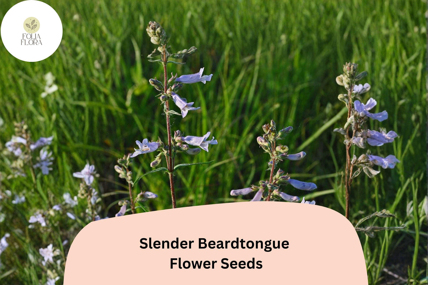 Slender Beardtongue Seeds – 100 Penstemon gracilis | Perennial Garden Plant for Pollinator & Prairie Gardens