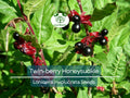 50 Twin-berry Honeysuckle Seeds (Lonicera involucrata) | Red Flower Vine Shrub, Hardy, Pollinator-Friendly, Fast-Growing