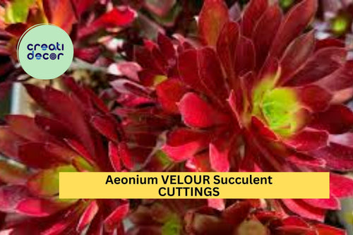 1 Aeonium 'Velour' Cutting – Large Unrooted Rosette with Deep Red & Green Leaves – Easy to Root – Stunning Succulent – USA