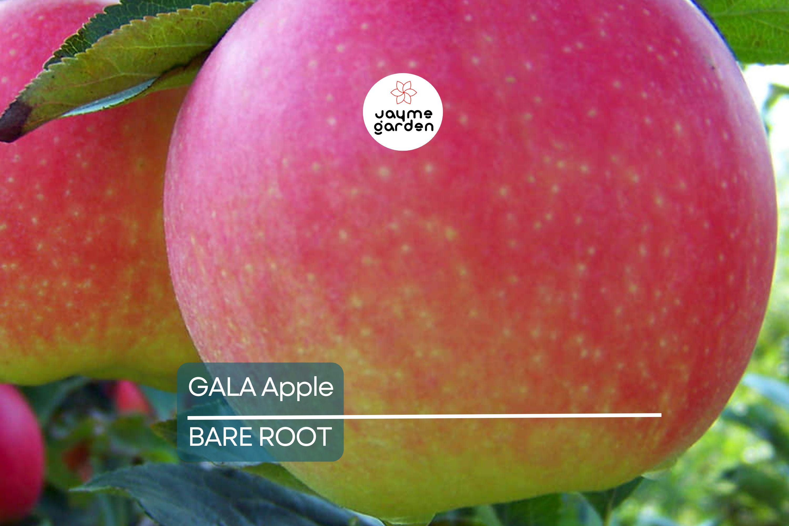 Live Gala Apple Tree 2-3ft Tall, Bare Root, Spring Ready, Hardy Zones 5-8, Perfect for Orchard or Garden