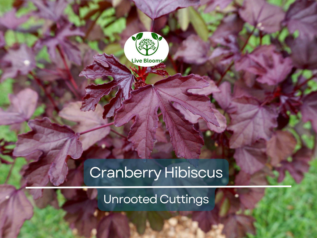 7 Live Cranberry Hibiscus Plant Clippings - Organic Edible Perennial, Perfect for Gardening & Cooking