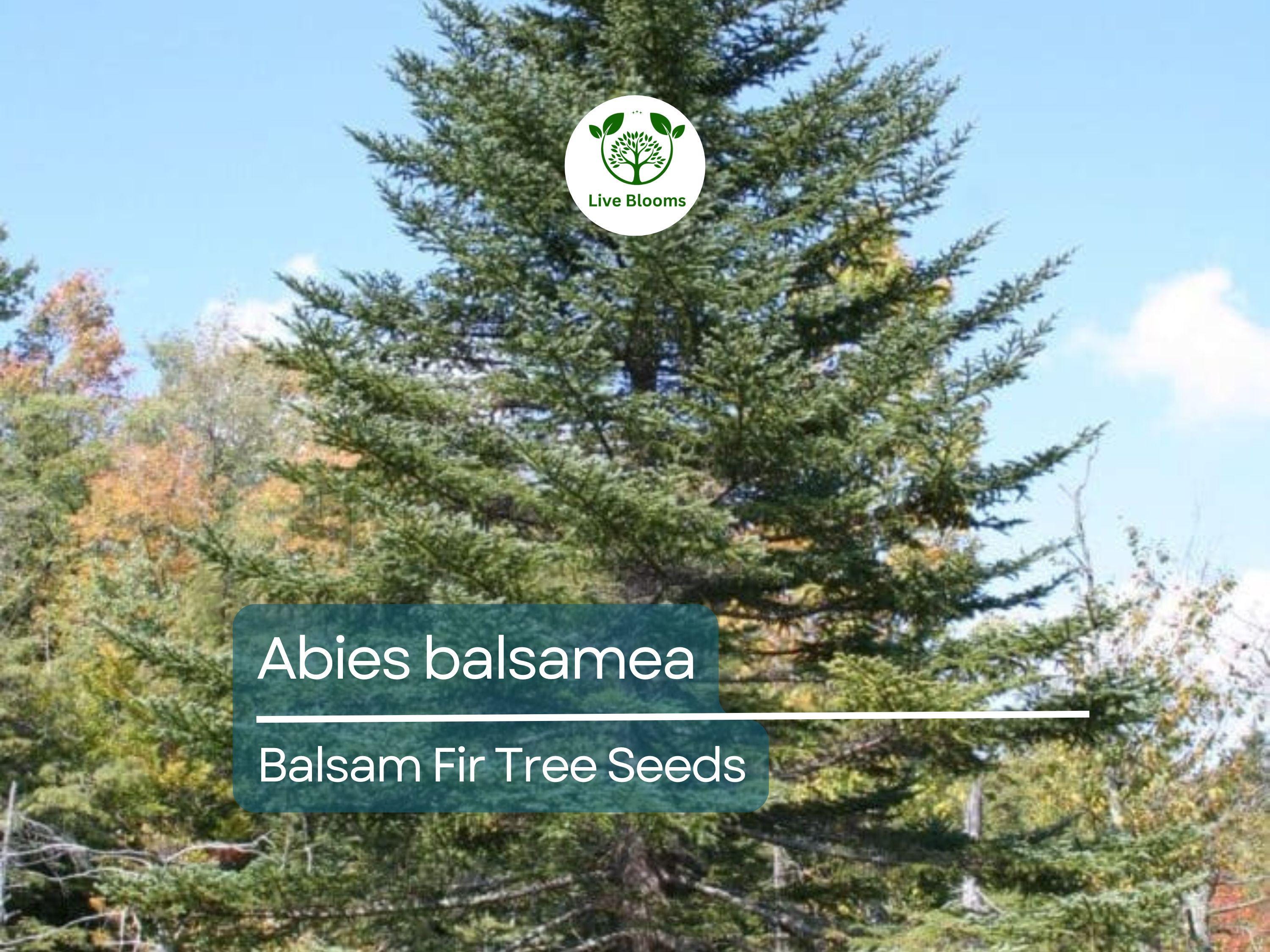 30 Abies balsamea Seeds - Balsam Fir from Lake States | Cold-Hardy Evergreen Seeds Ideal for Planting, Landscaping, Reforestation & Gardens