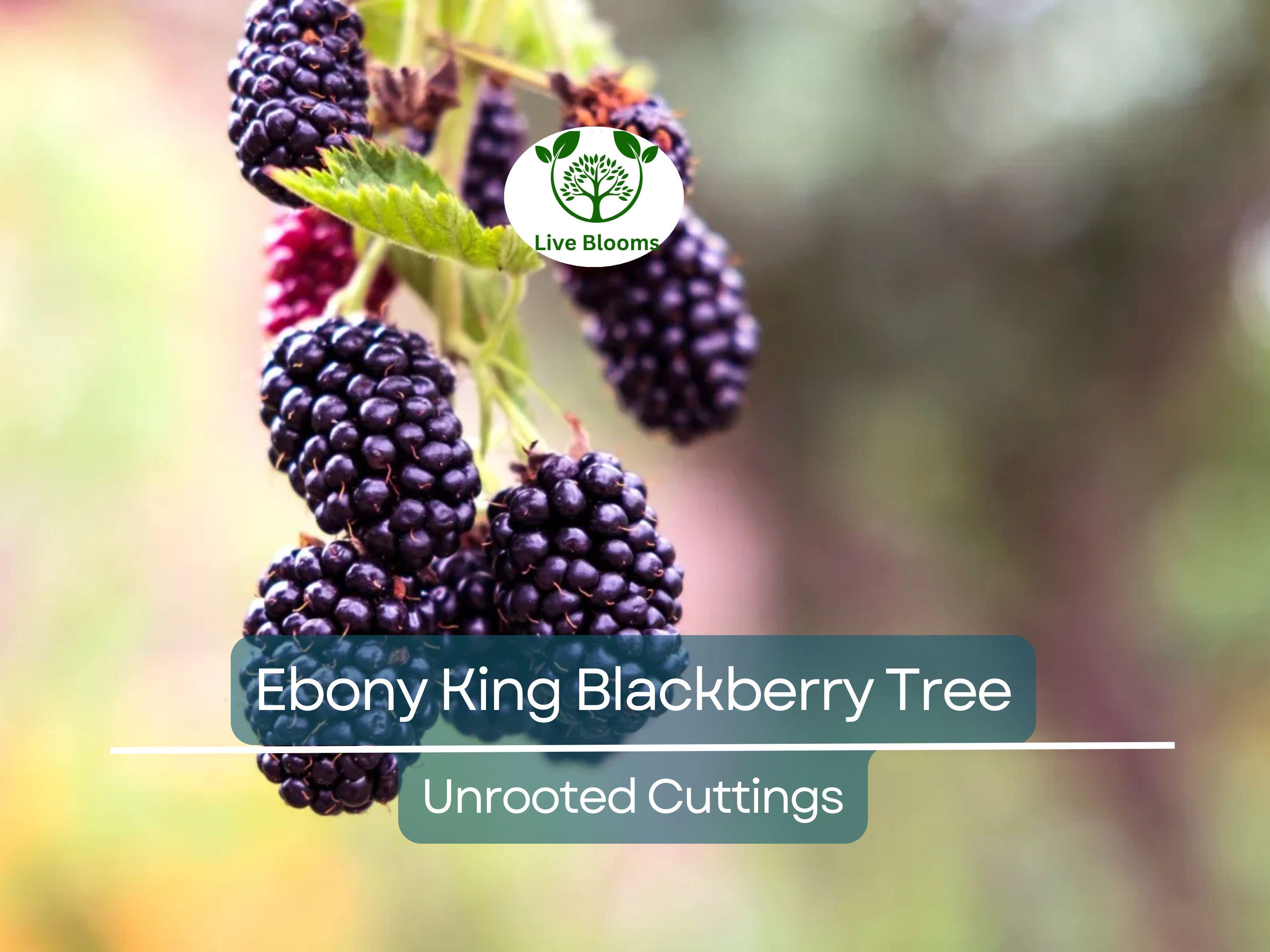 5 Ebony King Blackberry Scion Unrooted Cuttings (Rubus fruticosus), 8-10 Inches, Perfect for Rooting or Grafting, Hardy Fruit Plant