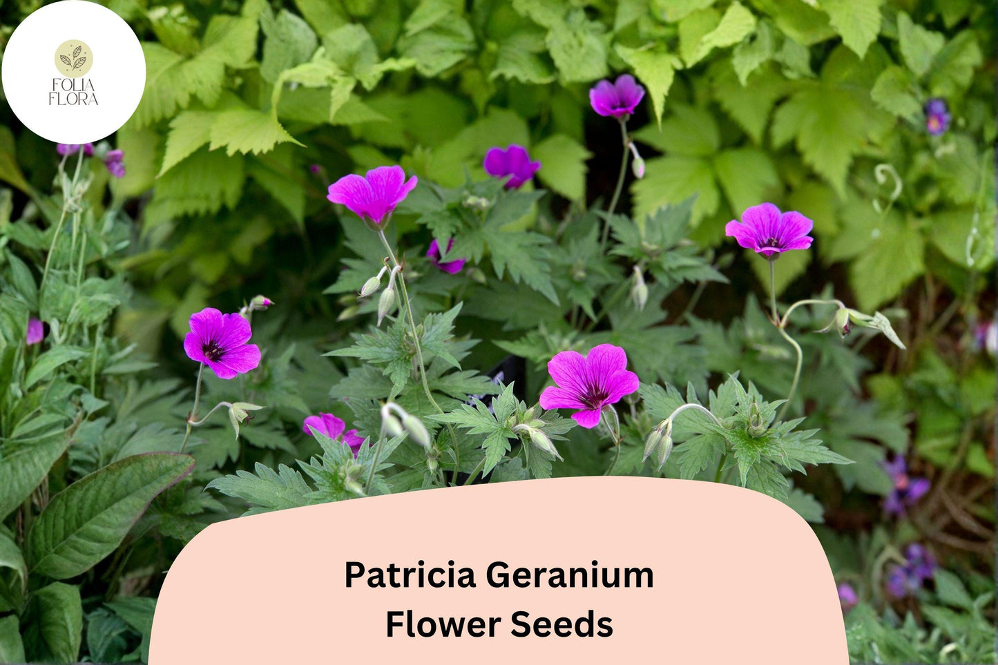 25+ Patricia Geranium Seeds | Hardy Perennial | Magenta-Purple Flowers for Garden Borders & Pollinator Gardens