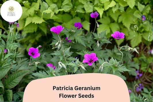 25+ Patricia Geranium Seeds | Hardy Perennial | Magenta-Purple Flowers for Garden Borders & Pollinator Gardens