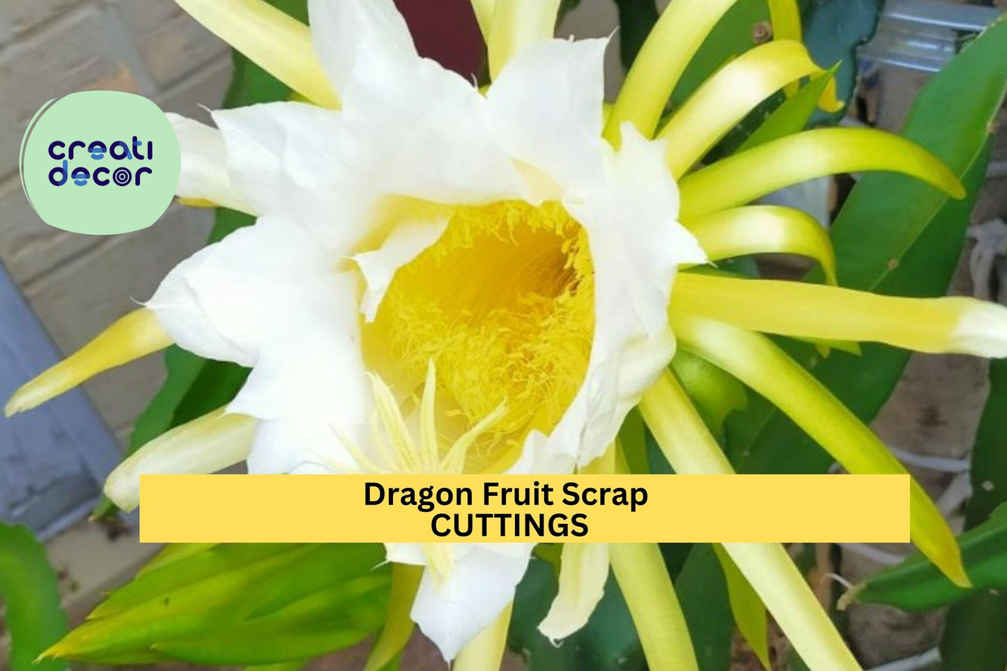 8 American Beauty Dragon Fruit Scrap Cuttings – 2–8” Self-Pollinating Hylocereus | Small Propagation Pieces for Tropical Growers