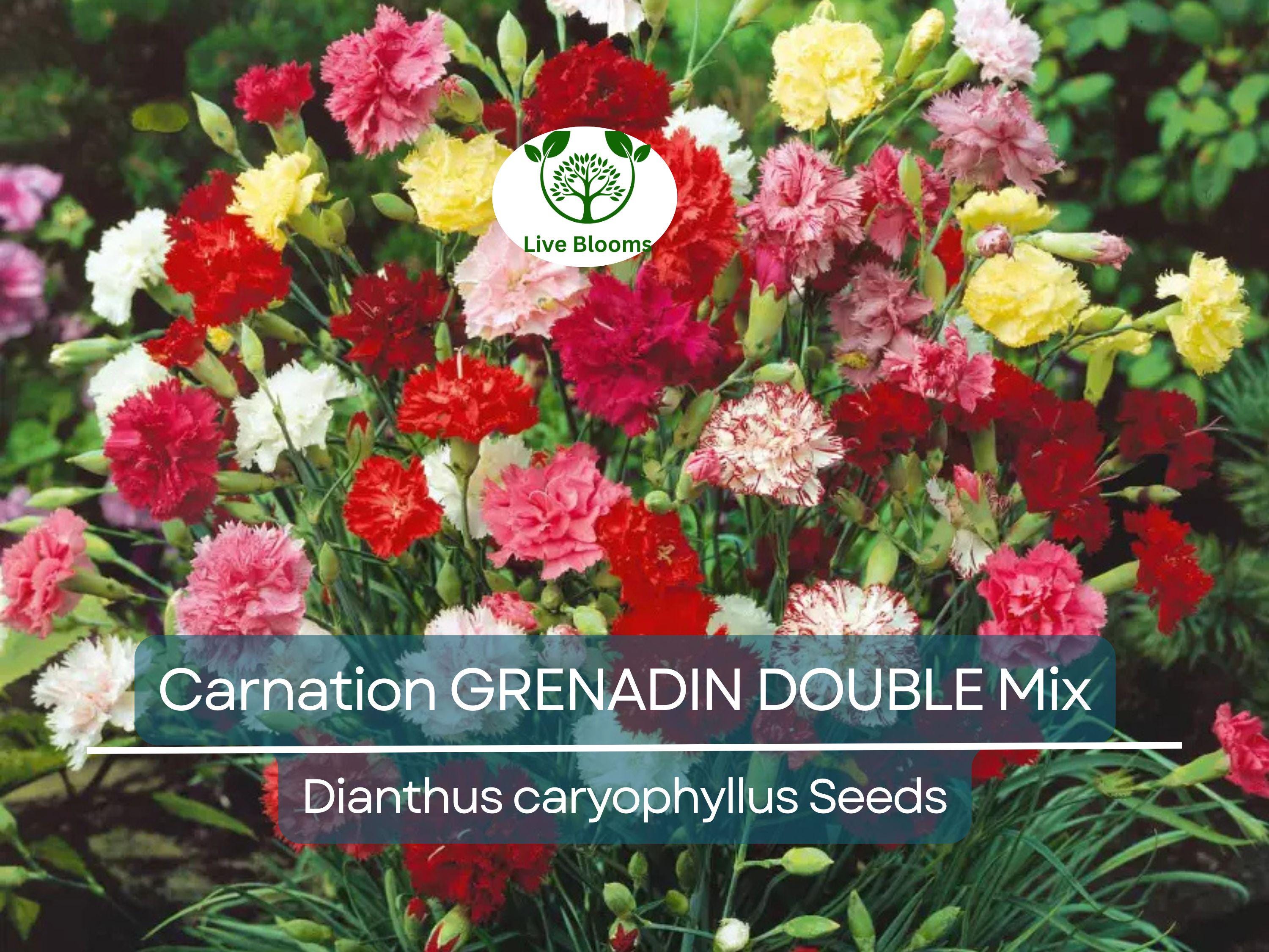 200 Seeds Carnation GRENADIN DOUBLE Mix, Dianthus caryophyllus, Pollinator-Friendly, Fragrant Cut Flowers, Florist Quality, for Gardens
