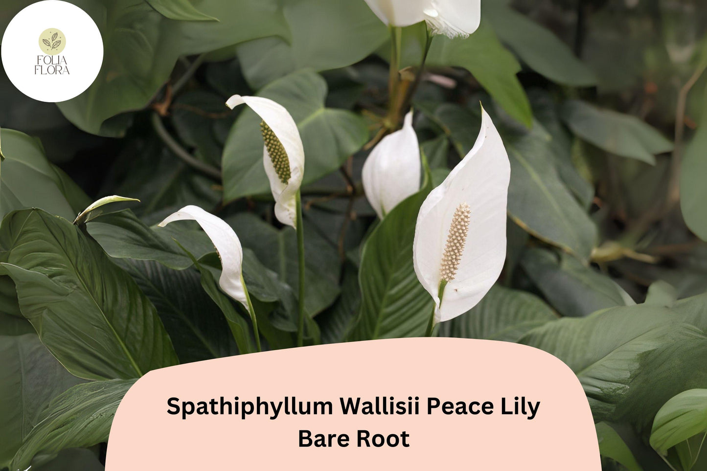 Peace Lily Plant Spathiphyllum wallisii | 1 Live Bare Root 6–12” White Flower Houseplant