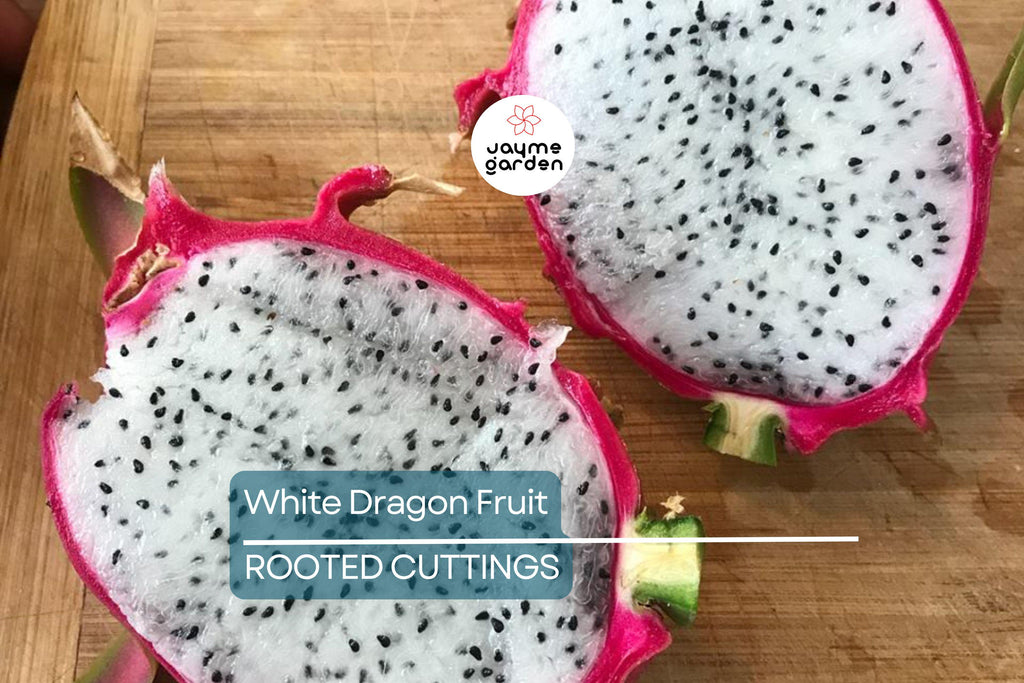 5pcs Rooted White Dragon Fruit Cuttings – Live Plant, Ready to Plant