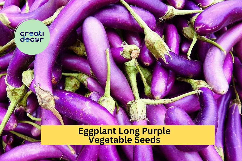 3pcs of 300mg Long Purple Eggplant Seeds – Slim, Tender Heirloom Variety for Grilling, Stir-Fries, and Summer Garden Harvests