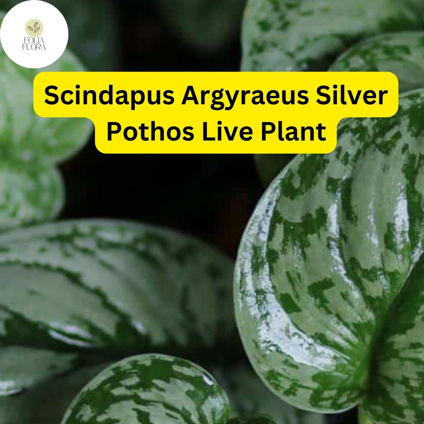 1 Scindapsus Argyraeus - Silver Pothos Live Plant in 4" Pot - Low-Light Indoor Houseplant, Trailing Vine