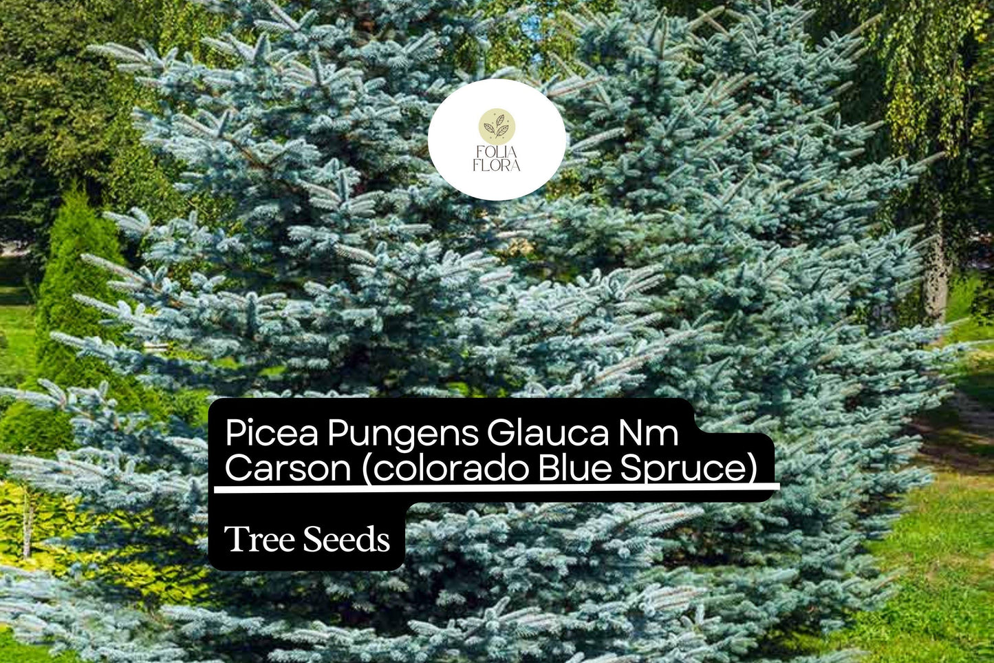 250mg Picea Pungens Glauca NM Carson Seeds, Colorado Blue Spruce, Hardy Evergreen Tree for Landscaping