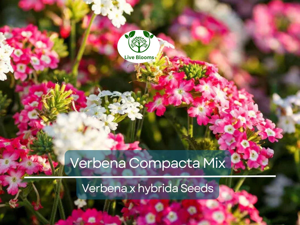 200 Seeds Verbena Compacta Mix Dwarf Groundcover Perennial - Non-GMO, Bee-Friendly, Ideal for Gardens & Landscapes (Verbena x hybrida)