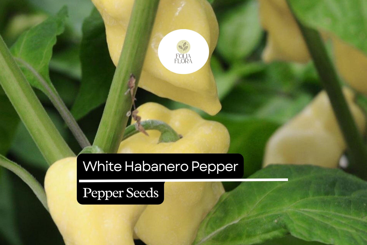 20 Seeds White Habanero Pepper, Rare Heirloom Variety, Extra Spicy & Aromatic