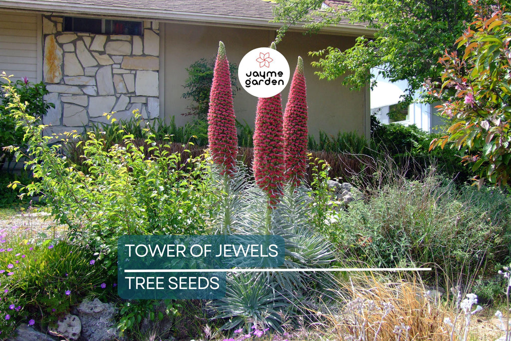 20 Tower of Jewels Seeds (Echium wildpretii) – 7 Ft Tall Hummingbird Flower, Rare Pink-Red Blooms for Garden