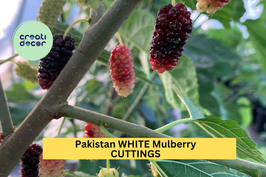 10x Pakistan White Mulberry Cuttings – Organic Fresh Wood for Rooting or Grafting, Rare Sweet Fruit Tree Variety – USA