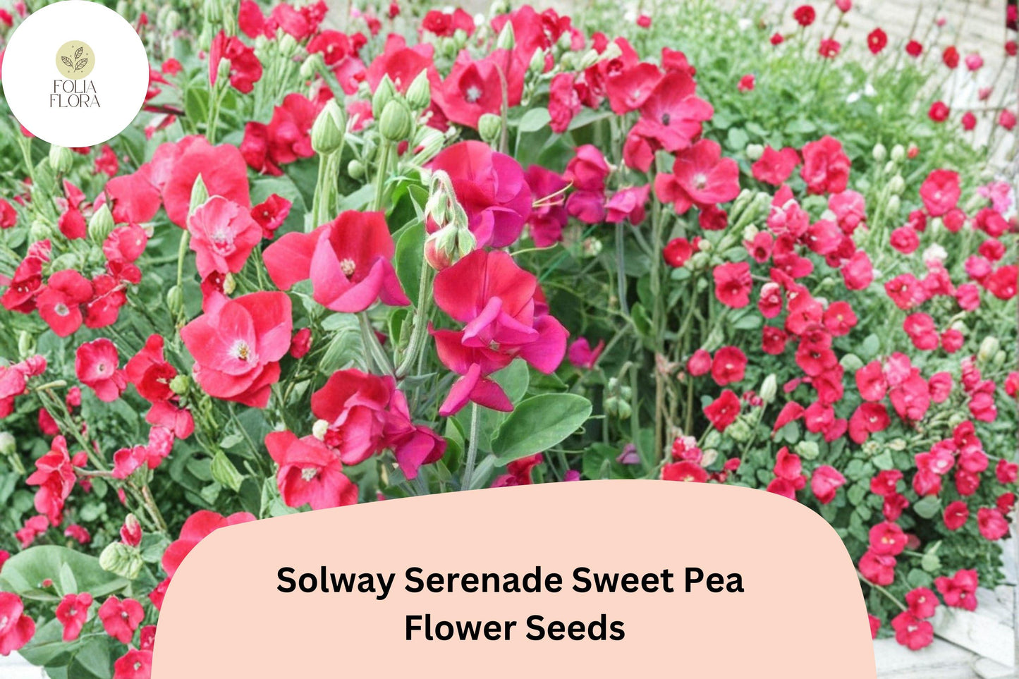 50+ Solway Serenade Semi-Dwarf Sweet Pea Seeds | Soft Pink Compact Climbing Flowers
