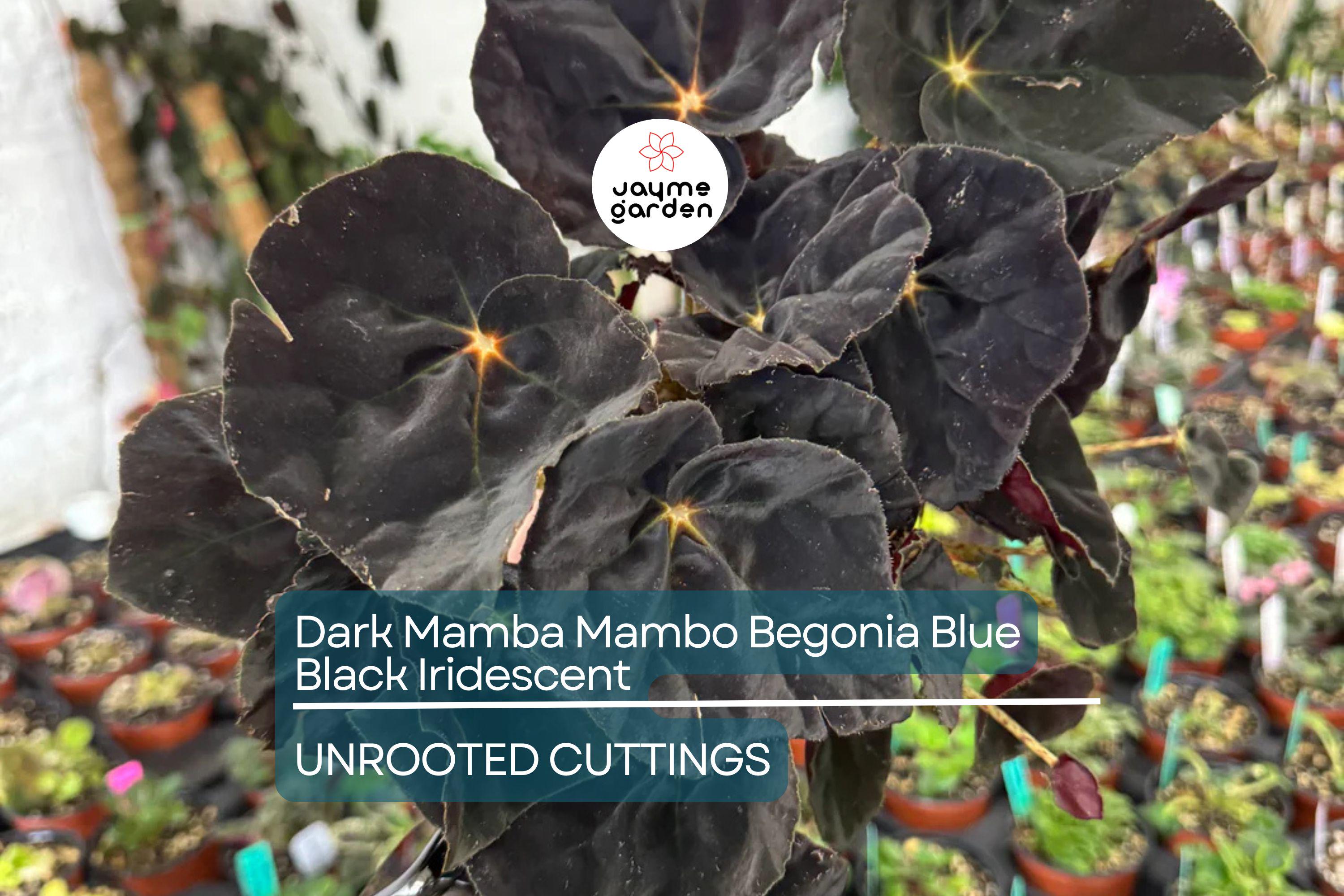 4" Black Mamba Mambo Begonia | Iridescent Blue Back Glow | Rare Live Plant | Grower’s Choice | Exotic Foliage |