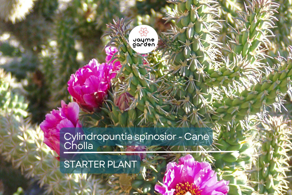Cylindropuntia spinosior | Cane Cholla Rooted Cutting | Hardy Cactus for Xeriscapes & Desert Gardens