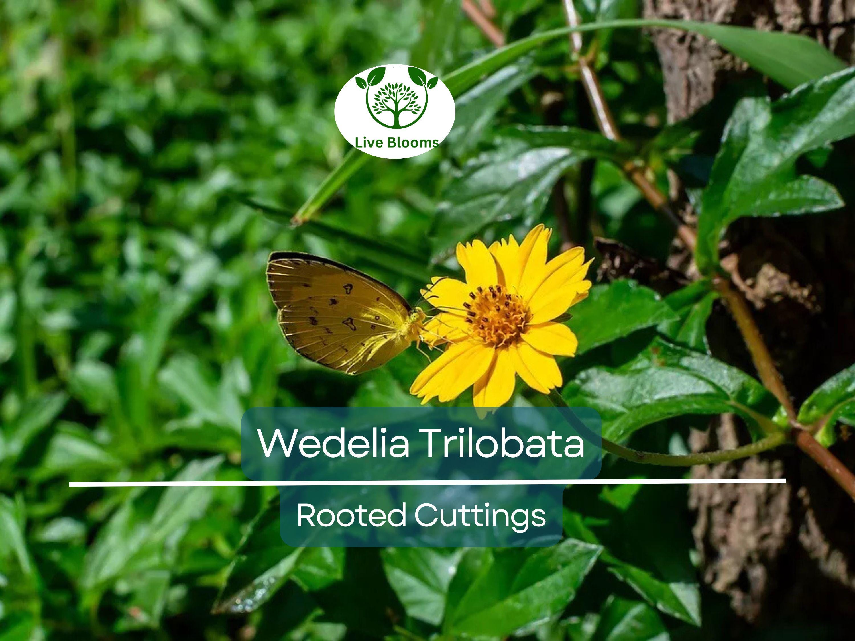10 Live Rooted Vine Cuttings Wedelia Trilobata Perennial Ground Cover, Creeping Daisy, Tropical Flowering Plant, Landscaping & Groundcover