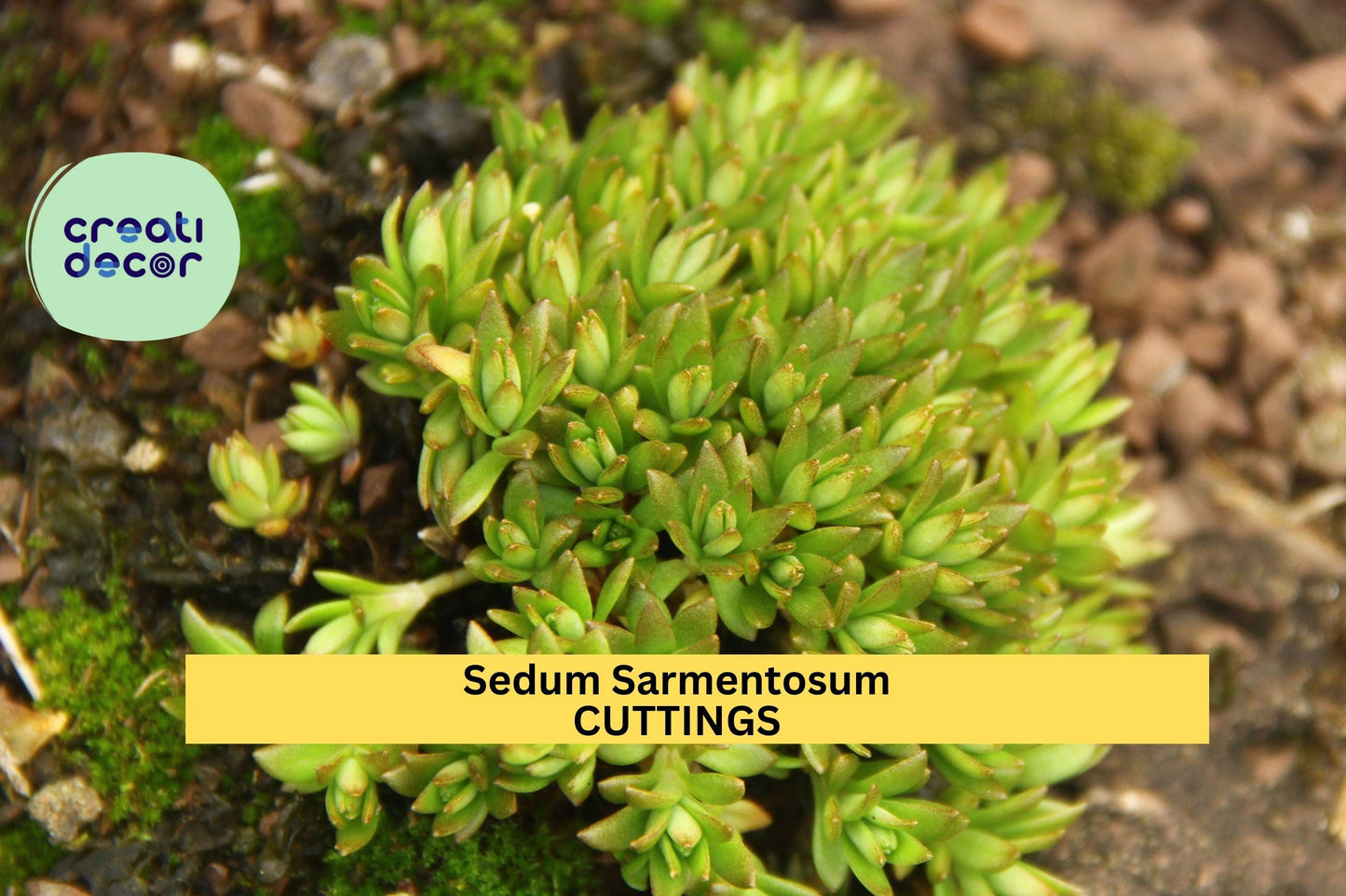 50 Sedum Sarmentosum Cuttings | Fast Growing Creeping Ground Cover | Perennial Succulent | Live Cuttings for Gardens & Pots