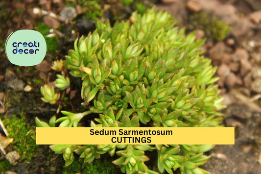 50 Sedum Sarmentosum Cuttings | Fast Growing Creeping Ground Cover | Perennial Succulent | Live Cuttings for Gardens & Pots
