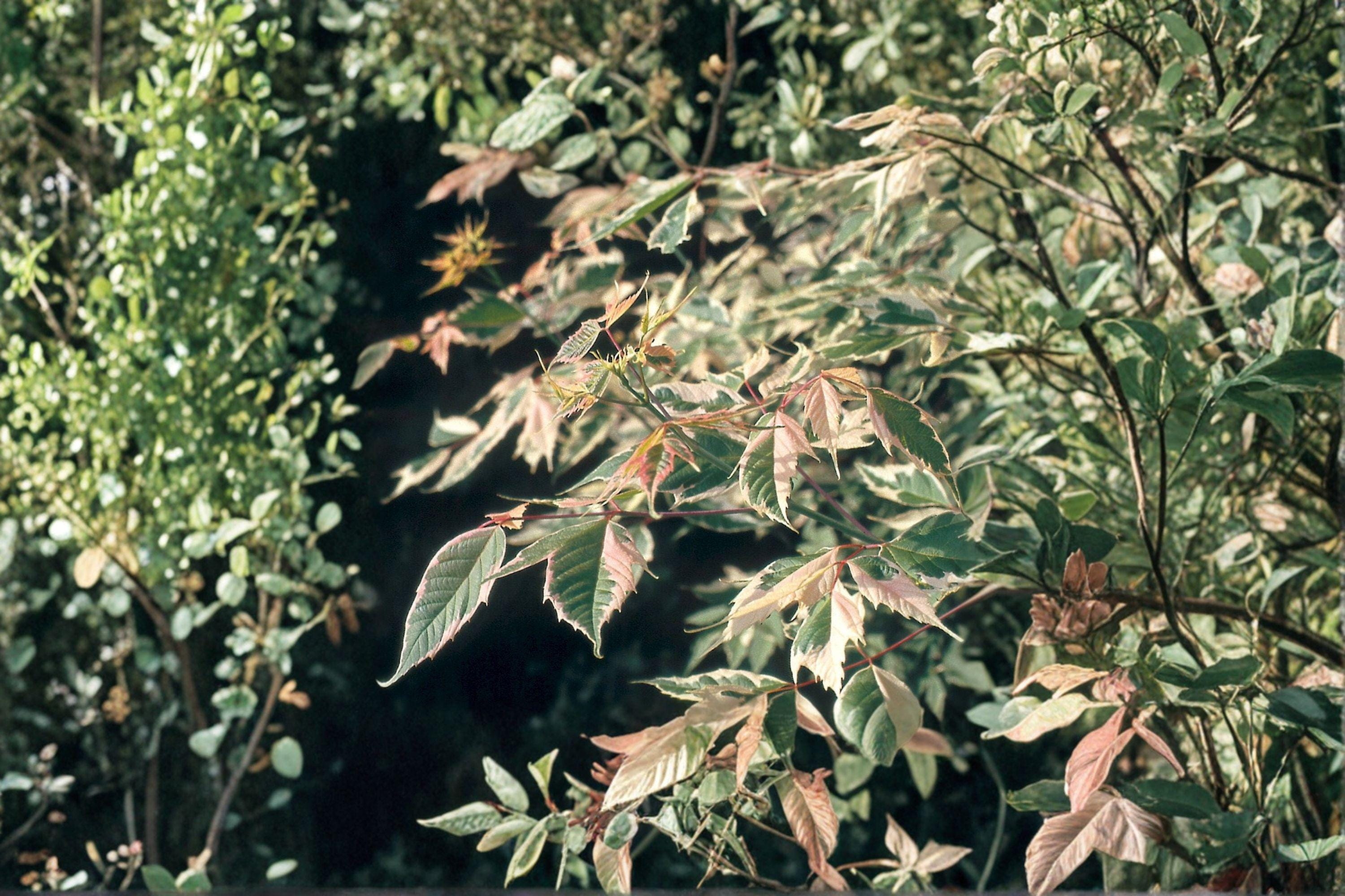 Boxelder Maple – Acer negundo 10 Seeds | Fast-Growing Native Maple | Hardy Shade Tree | Adaptable Deciduous Tree