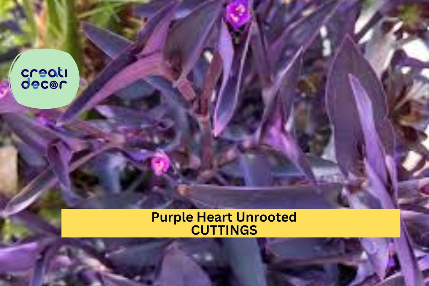 6 Purple Heart Cuttings | Tradescantia pallida Unrooted Tops | Wandering Jew Plant Starter | Bold Purple Live Plants