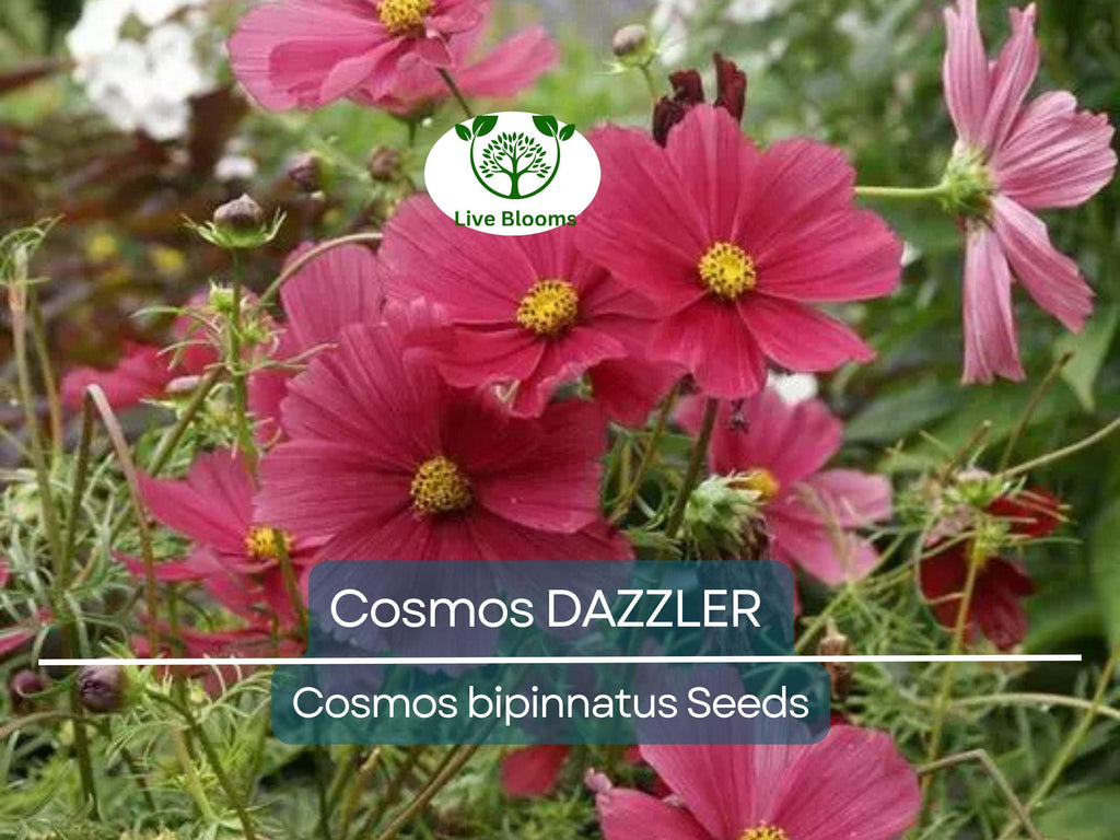 50 Cosmos DAZZLER Flower Seeds | Tall 5' Plants, 2–4" Blooms | Non-GMO | Cosmos Bipinnatus | Butterfly & Pollinator Friendly