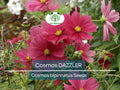 50 Cosmos DAZZLER Flower Seeds | Tall 5' Plants, 2–4" Blooms | Non-GMO | Cosmos Bipinnatus | Butterfly & Pollinator Friendly