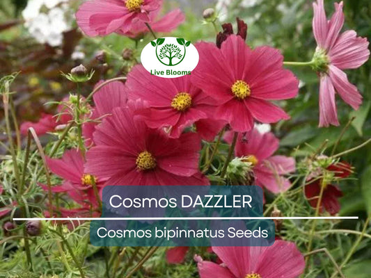 50 Cosmos DAZZLER Flower Seeds | Tall 5' Plants, 2–4" Blooms | Non-GMO | Cosmos Bipinnatus | Butterfly & Pollinator Friendly