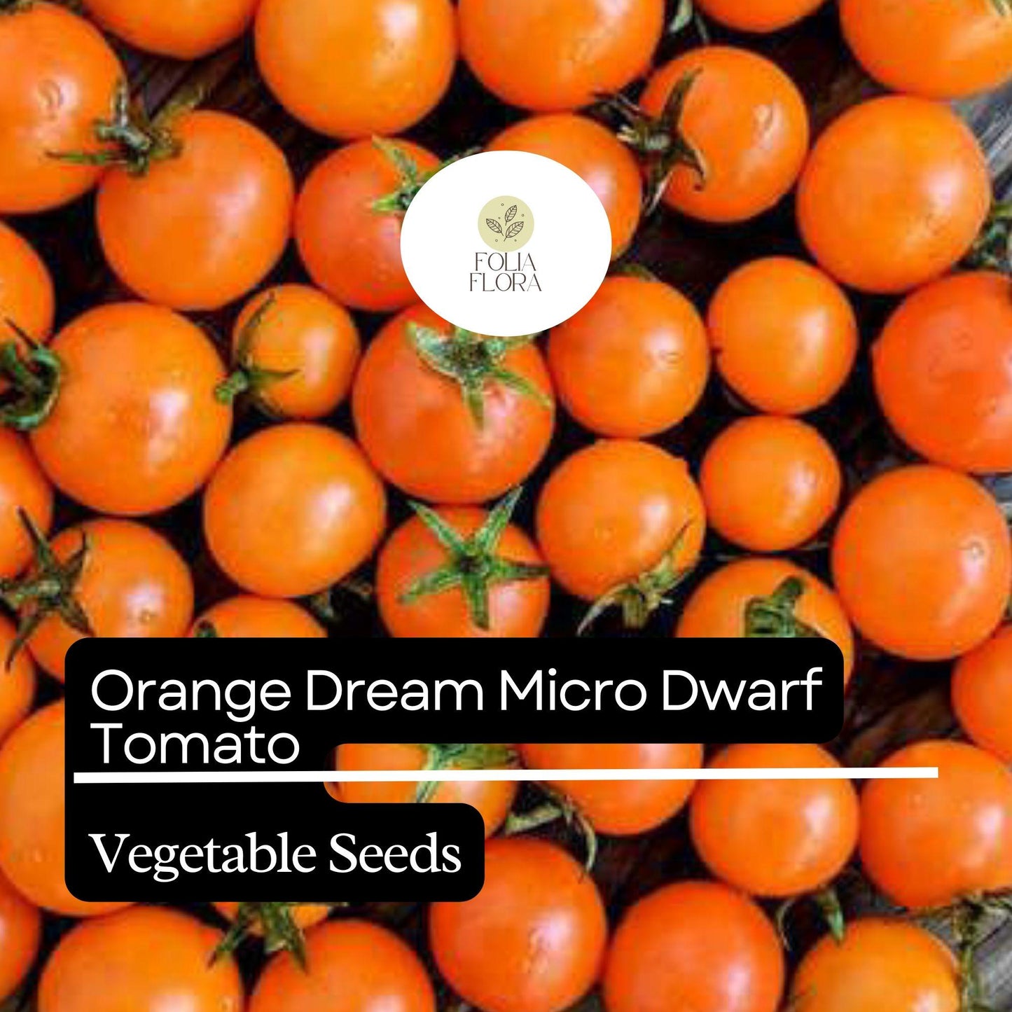 15 Orange Dream Micro Dwarf Tomato Seeds – Heirloom, Non-GMO, Compact & High-Yield