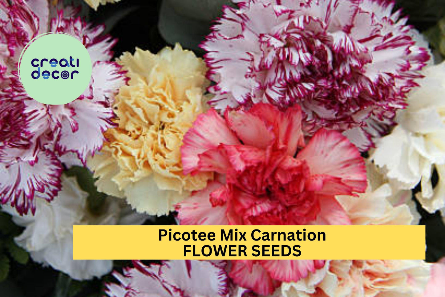 200+ Picotee Mix Carnation Seeds – Ruffled Bi-Color Blooms for Garden Planting, Fragrant Cut Flowers for Beds & Bouquets – USA