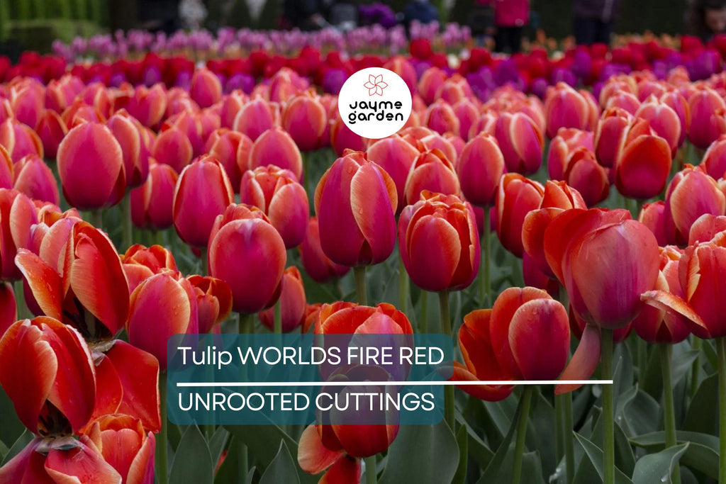 Tulip World’s Fire 55cm Tall Live Flower Bulbs | Red Darwin Hybrid Tulip | Big Spring Blooms | 5-Pack