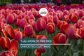 Tulip World’s Fire 55cm Tall Live Flower Bulbs | Red Darwin Hybrid Tulip | Big Spring Blooms | 5-Pack