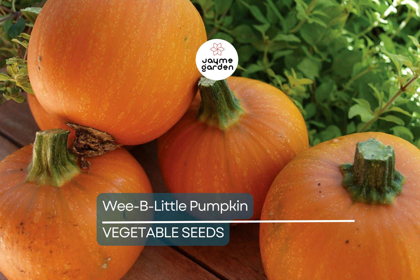 25 Wee-B-Little Pumpkin Seeds - AAS Winner, Non-GMO, Heirloom, Mini Pumpkins
