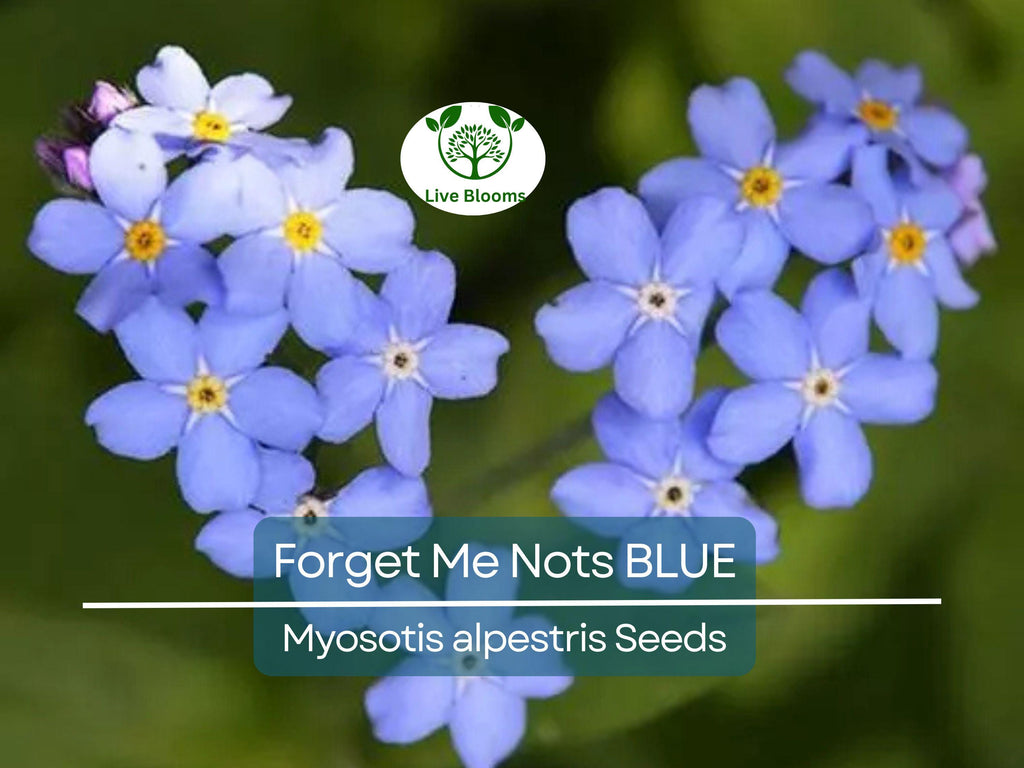100 Seeds Forget Me Nots BLUE Perennial Flowers, Non-GMO Spring Blooms, Myosotis, Ideal for Cut Flowers & Gardens, Attracts Pollinators