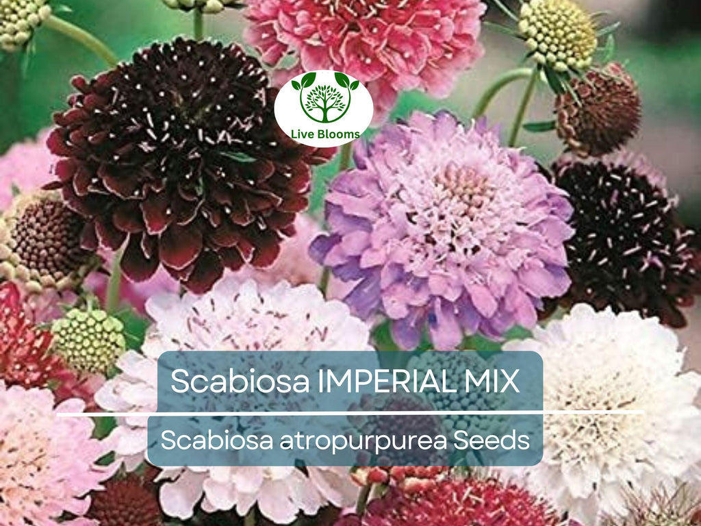 200 Seeds Scabiosa IMPERIAL MIX - Tall Double Pincushion Flower, Dried Everlasting, Non-GMO, Perfect for Cut Flowers - Scabiosa atropurpurea