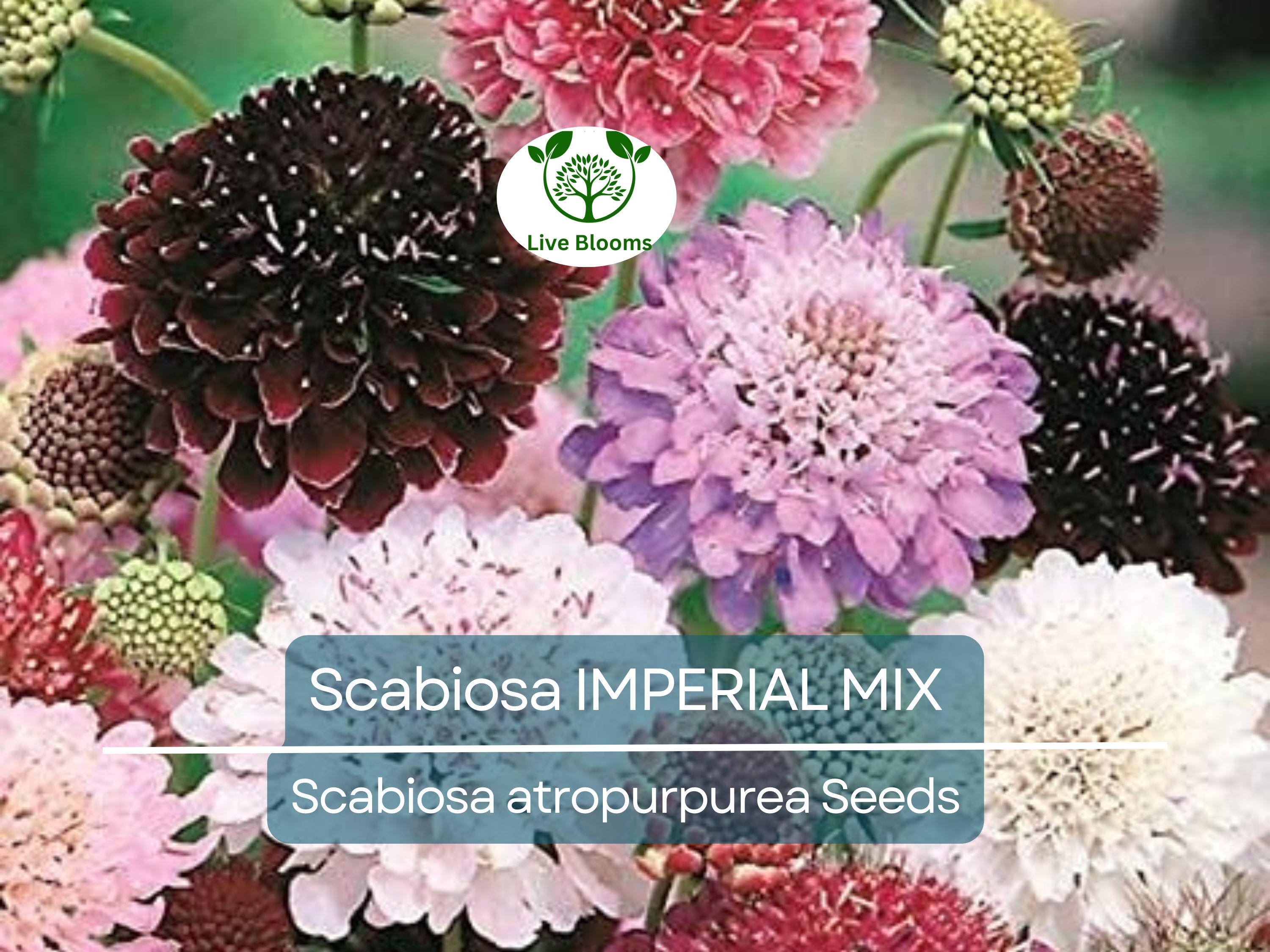 200 Seeds Scabiosa IMPERIAL MIX - Tall Double Pincushion Flower, Dried Everlasting, Non-GMO, Perfect for Cut Flowers - Scabiosa atropurpurea