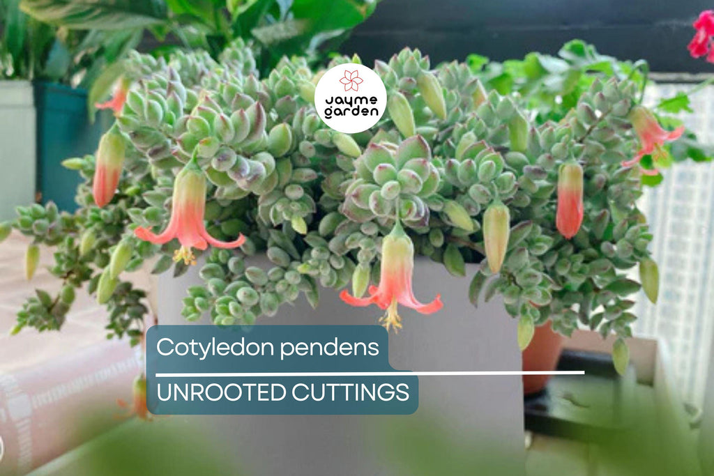 4 Unrooted Cotyledon Pendens Succulent Cuttings - 3-4" Long - Rare & Beautiful!